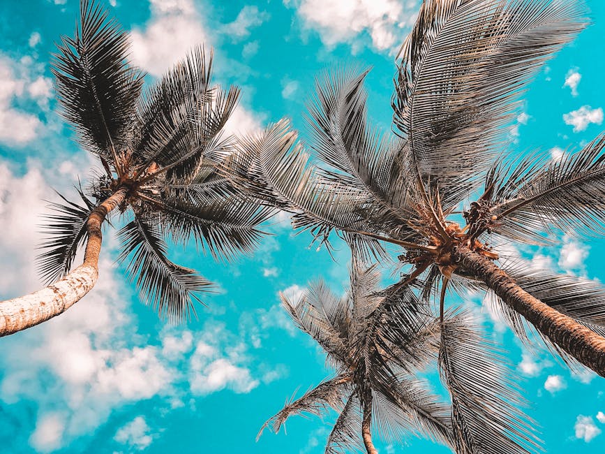 Low angle view of palm trees against a bright blue tropical sky with clouds.